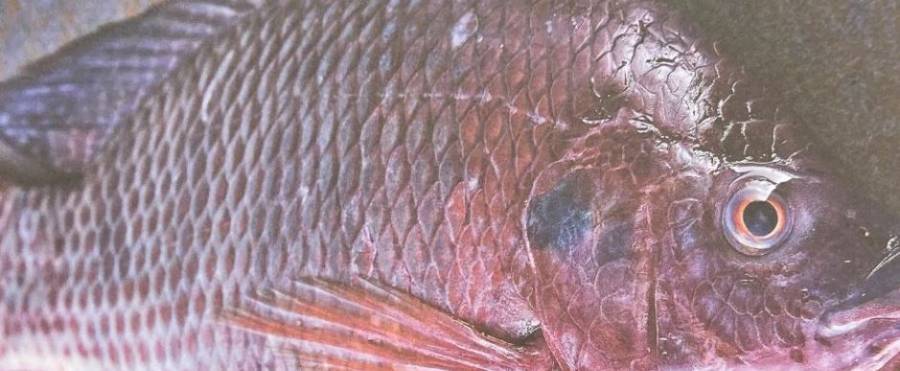 Mujer pierde brazos y piernas por comer un pescado; tenía la bacteria Vibrio vulnificus