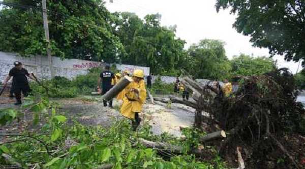 Recientes lluvias dejaron en Mérida varios árboles caídos y calles inundadas