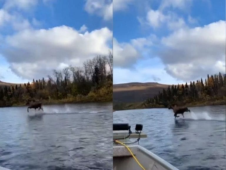 VIDEO: Captan a un alce corriendo sobre el agua