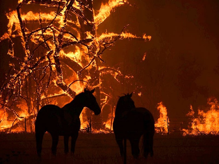 3,000 millones de animales fueron afectados por incendios en Australia
