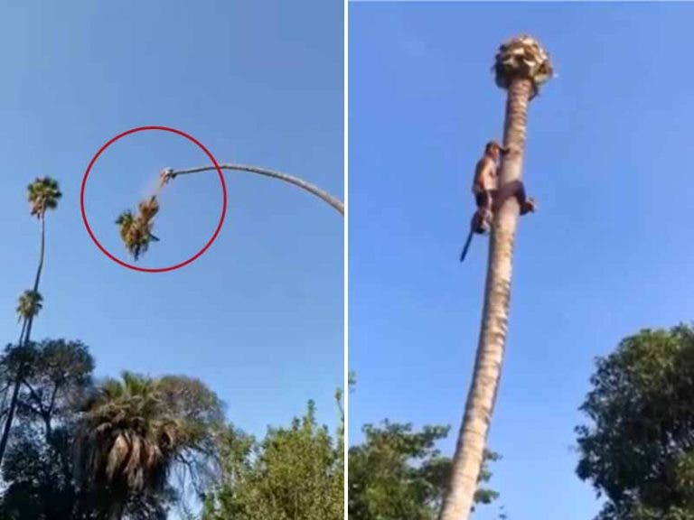 VIDEO: Hombre corta una palmera a 15 metros de alto