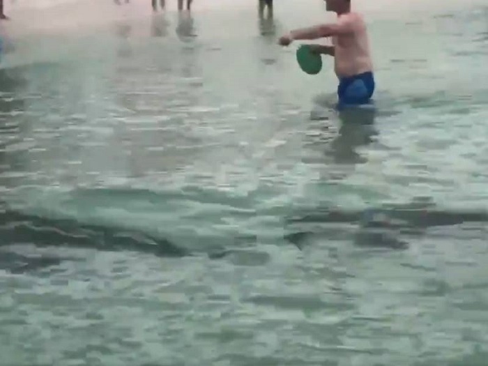 (VIDEO) ¡De miedo! Tiburones rodean a turistas que se bañaban en la playa