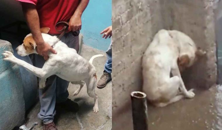 (VÍDEO) Rescatan a perrito que le llovía y granizaba estando amarrado en una azotea