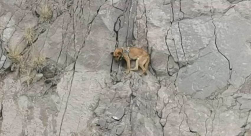 San Luis Potosí: Rescatan a perrito atrapado en cerro de la Cañada del Lobo