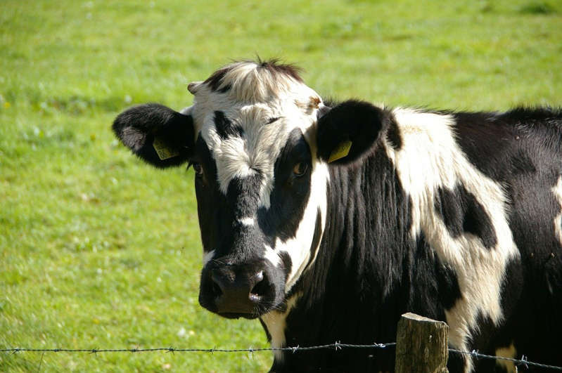 ¿De regreso? Detectan caso de mal de 'las vacas locas' en Inglaterra
