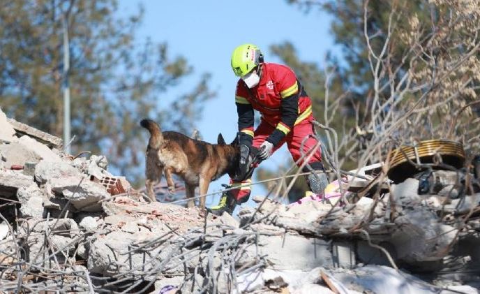 Perritos rescatistas mexicanos ya localizaron un cuerpo en Siria tras terremoto