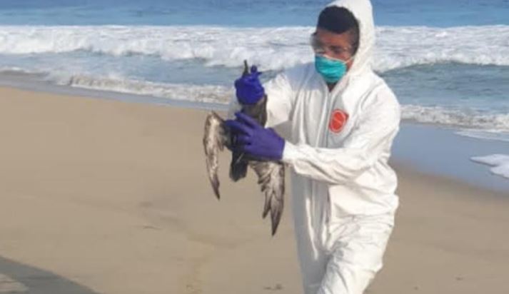 Aves marinas murieron por calor en costas del Pacífico
