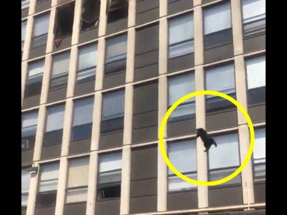 (VÍDEO) Para salvar su vida, gato se avienta de un edificio en llamas