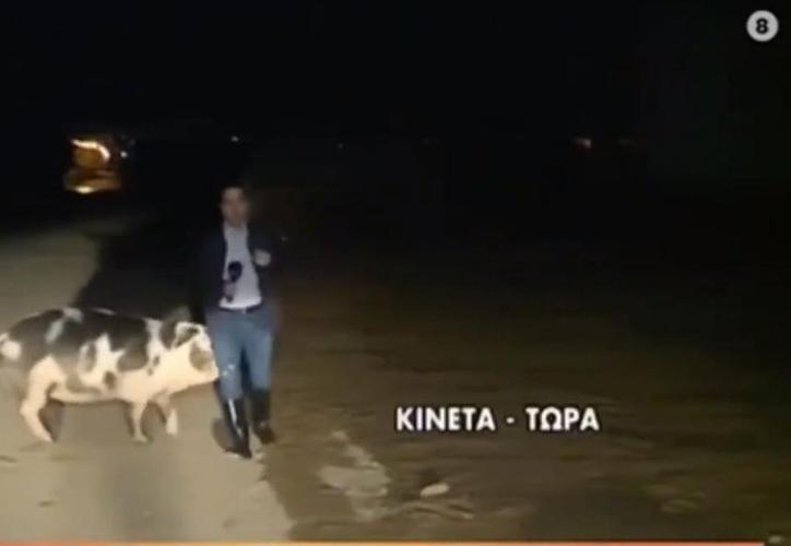 Cerdo ataca a un reportero en plena transmisión