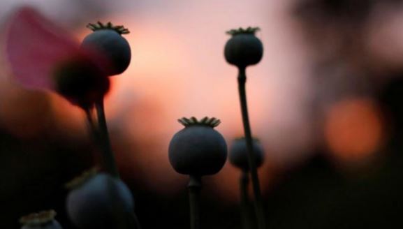 Cultivo de amapola cae en México; droga sintética se mantiene