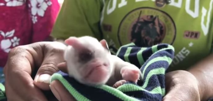(VÍDEO) Cachorrito nació con un solo ojo en Tailandia