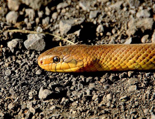 Hombre Vs. Serpiente: mata al reptil a mordidas y se envenena y muere