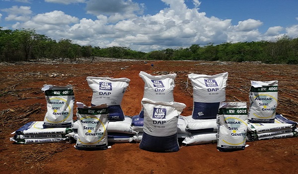Yucatán: Inicia distribución de semillas de maíz e insumos para impulsar al campo