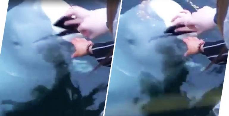 (VÍDEO) Se le cae el celular al mar y una ballena lo regresa
