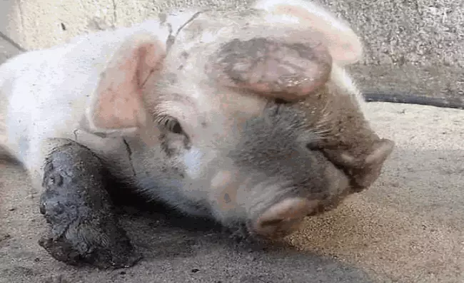 Caso inusual: nace un cerdo con dos cabezas en Veracruz