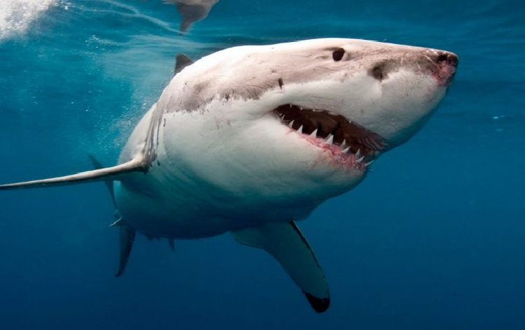 (Vídeo) Cancún: Turista se topa frente a frente con un tiburón en el mar