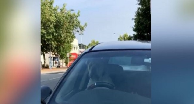 Perro se cansa de esperar a su dueño en el coche y toca la bocina para llamarlo