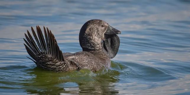 Científicos descubren un pato que "habla"