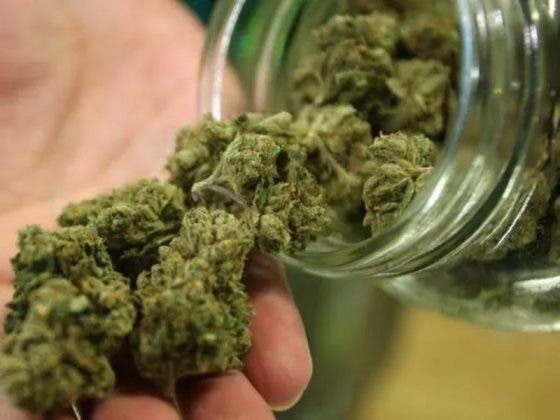 Marihuana reduciría riesgo de contagio del Covid-19: según un estudio