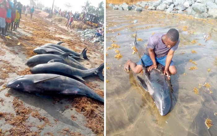 Mueren 60 delfines y otras especies de peces en playas de Ghana