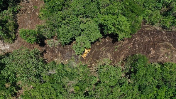Piden poner alto a la deforestación de la selva de Loltun