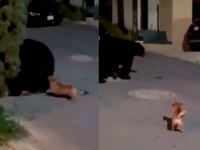 VIDEO: Perrito chihuahua enfrenta a un oso en Monterrey para defender su hogar