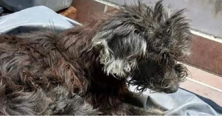 Abandonan a su perrita enferma y le pegan los ojos para que no vuelva a casa