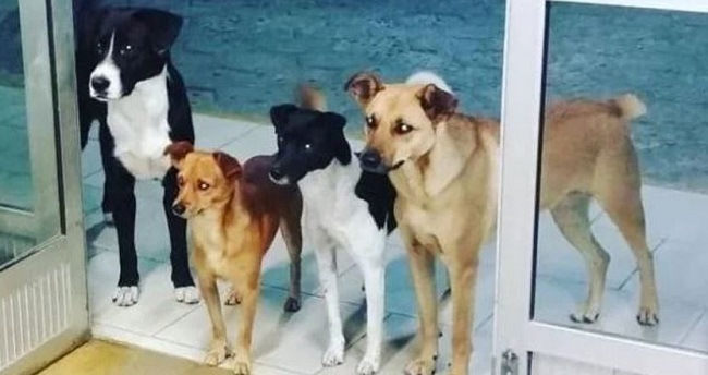 Cuatro perritos en la puerta de un hospital revelan triste historia