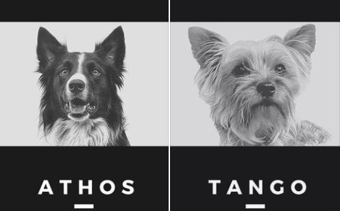 Envenenan y matan a Athos y Tango, perritos rescatistas