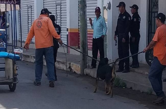 En Ticul en abuelito es atacado por un perro en la calle