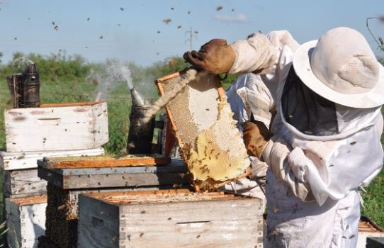 Yucatán: Drástica caída del precio de la miel; podría llegar a sólo $25 el kg.