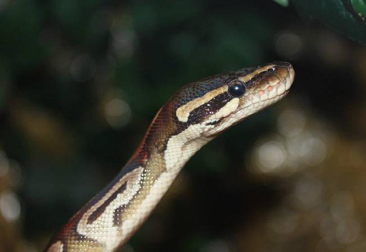 Video: Niño muestra su lengua a una serpiente y es mordido