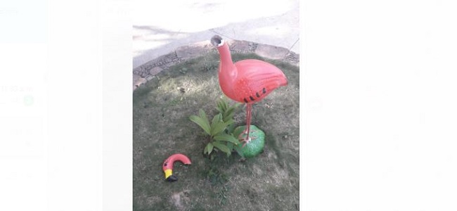 Vandalismo el Lol-tún: decapitan a flamingo de adorno