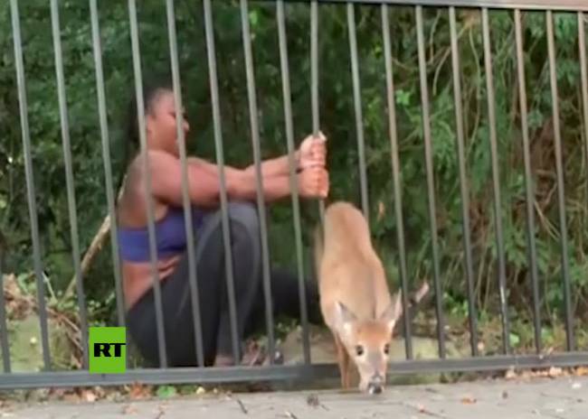 VIDEO: Mujer salva dos veces a un ciervo atorado en diferentes vallas metálicas