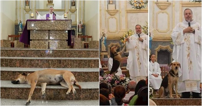 Sacerdote lleva a perros callejeros a misa para encontrarles un hogar