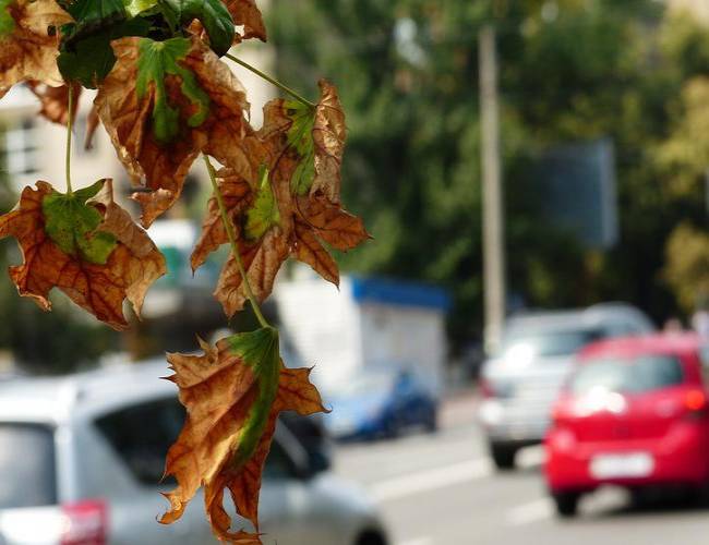 La contaminación del aire podría causar problemas de salud mental