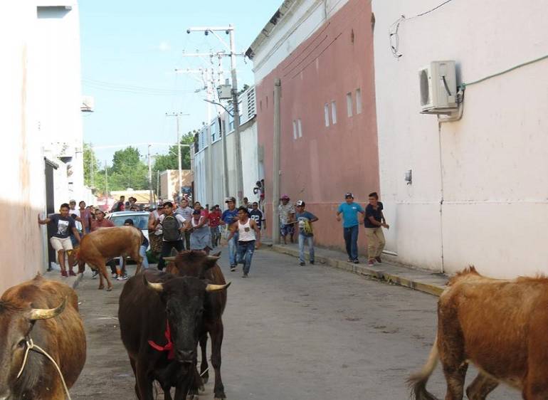Eventos taurinos en la mira de animalistas: pamplonadas al "estilo Yucatán"