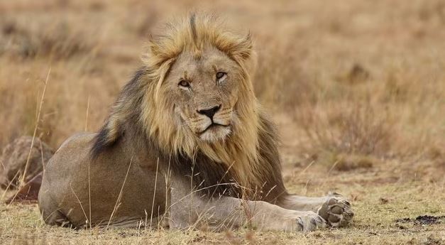 Leones africanos al borde de la extinción; ya murió el 90% de ejemplares en el mundo