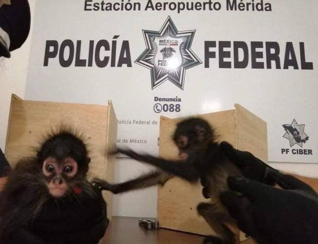 Decomisa la Policía Federal a 2 monos araña en el aeropuerto de Mérida
