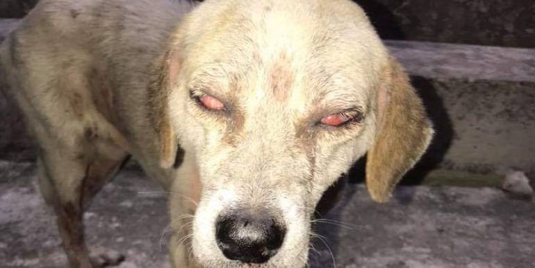 Sujeto alcoholizado golpea hasta dejar ciega a una perrita en Valladolid
