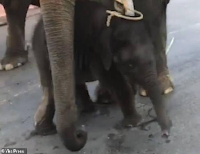 Muere elefante bebé que era obligado a bailar para turistas