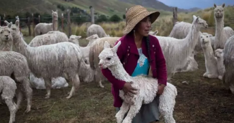 Científicos chilenos combatirían el coronavirus al hallar un anticuerpo en alpacas