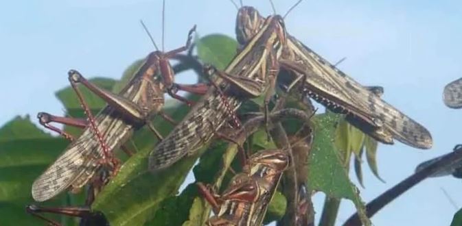 Alertan por plaga de langosta en cinco municipios de Yucatán