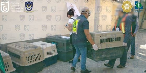 CDMX: Rescatan a 18 perros maltratados en alcaldía Iztacalco