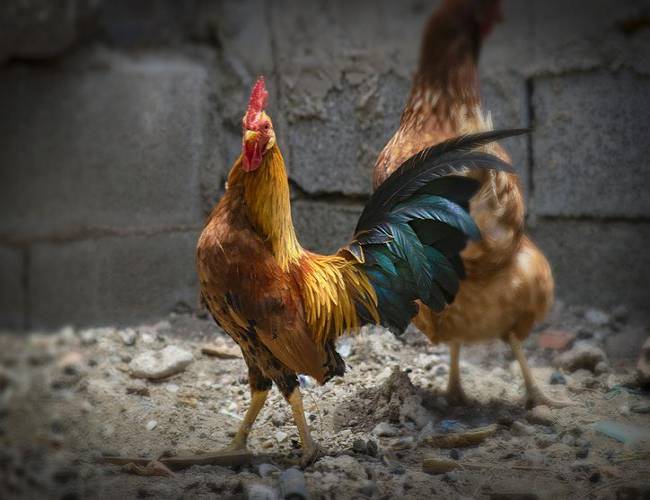 Francia: Captan a deportista decapitando a un gallo con una mordida
