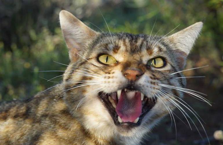 Australia planea matar  a millones de gatos