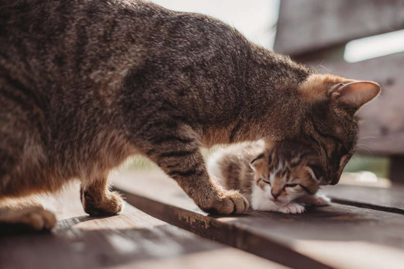 Gata salva a su cría de un granero en llamas... Se recupera de las quemaduras