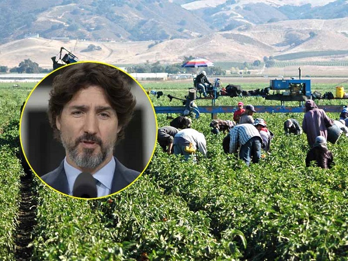 Trabajadores agrícolas en Canadá podrían recibir la nacionalidad