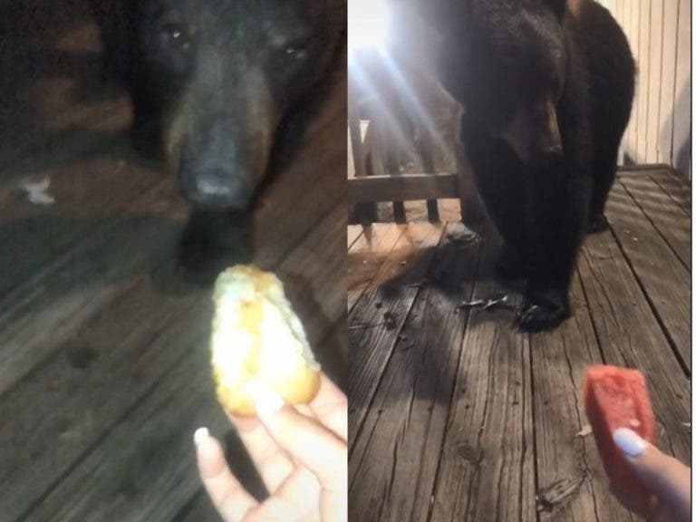 Joven irá a la cárcel 6 meses sólo por alimentar a un oso