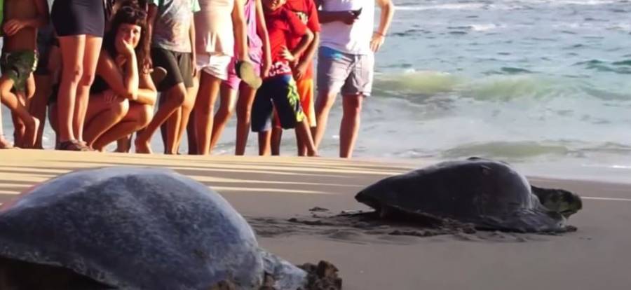 VIDEO: Liberan en México a tortugas intoxicadas por una marea roja